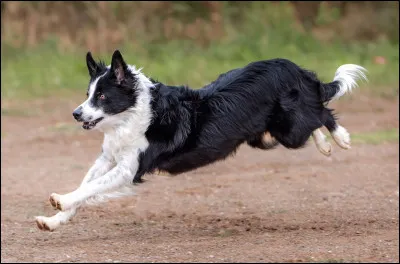 Le border collie va-t-il rester chien de berger ?