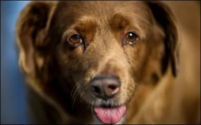 Le chien est-il le cousin du loup ou du renard ?