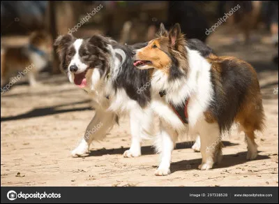 Quelle est la différence entre un berger des Shetland et un colley ?