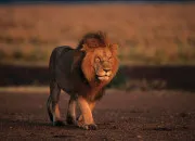 Quiz Les animaux sauvages