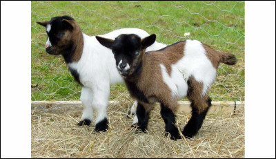 Comment s'appelle le petit de la chèvre (autre que le chevreau) ?