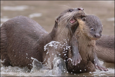 Voici deux magnifiques loutres, une maman et son petit le...