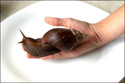 La bave d'escargot sert à...