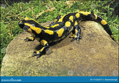 De quoi la salamandre tachetée se nourrit-elle ?