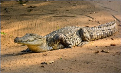 Comment différentier les crocodiles des alligators ?