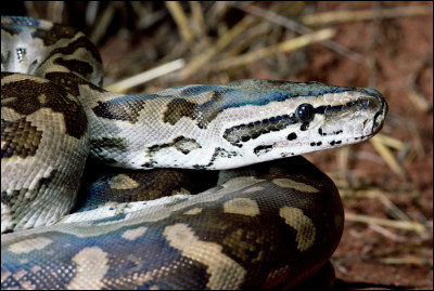 Comment appelle-t-on un serpent qui enroule ses proies ?