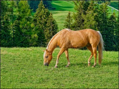 Que préfère un cheval ?