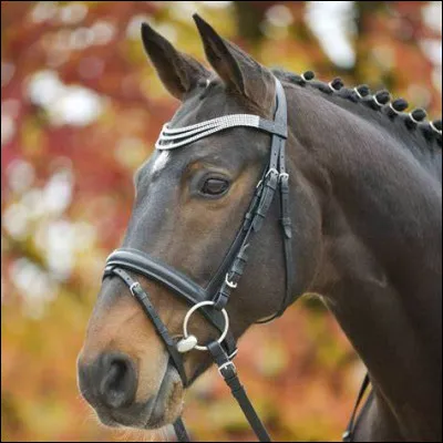 Quelle est cette chose ,