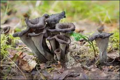 Voici des champignons comestibles sauf un, lequel ?