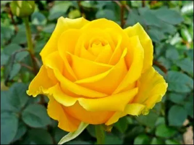 Quelle fleur est sur la photo ?