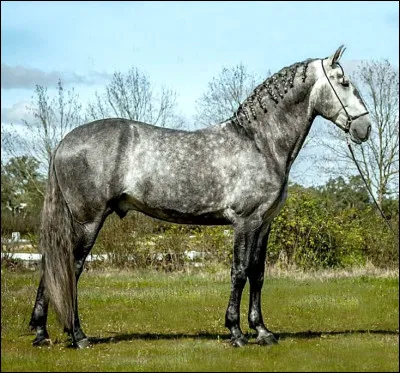 Quelle est cette race ?