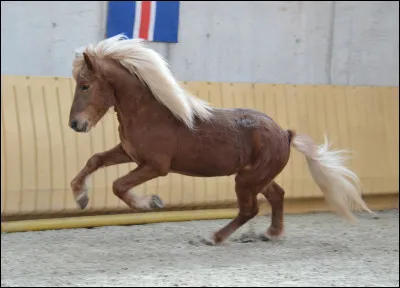 Quelle race est-ce ?