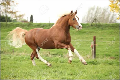 Quelle race est-ce ?