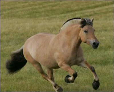 Quelle race est-ce ?