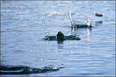 Dans quel film de Jean-Pierre Jeunet, l'héroïne adore-t-elle faire des ricochets ?