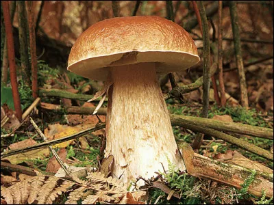 Est-ce bien un cèpe de Bordeaux ?