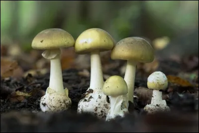 Ces champignons sont-ils mortels ?