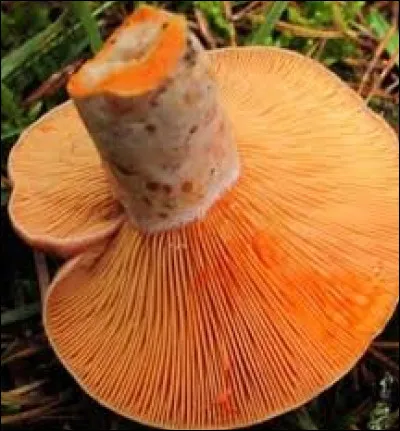 Quel est ce champignon ?