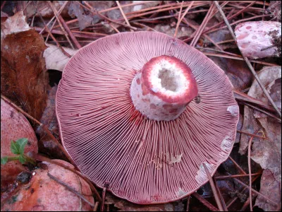 Reconnaissez-vous celui-ci ?