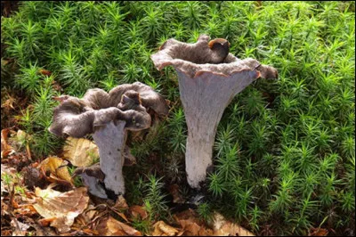 La trompette de mort, excellent comestible est un champignon recherché. Quelle affirmation est exacte concernant le contexte de sa cueillette ?