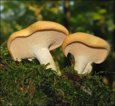 Quel est ce bon comestible dont on voit les aiguillons sous le chapeau ?