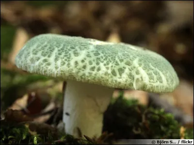 On l'appelle Palomet, son chapeau verdoyant est magnifique. Est-il comestible ?