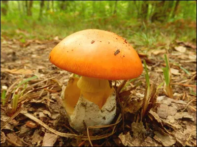 On la surnomme "amanite oronge", est-elle comestible ?