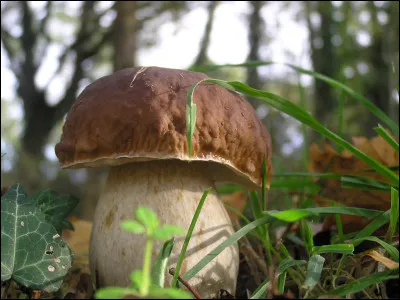 Parmi ces "cousins", quel est ce champignon ?