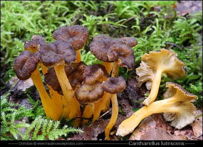 Pourrons-nous déguster ces champignons ce soir ?