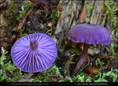 Les laccaires améthystes illuminent la forêt par leur couleur féérique ! 
Sont-ils comestibles ?