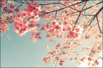 Qui a un prénom qui signifie "fleur de cerisier" ?