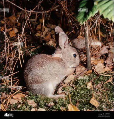 Qui a déjà été déguisé en lapin ?