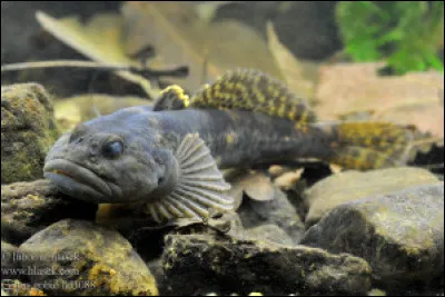 Arlette Gobie est sa définition !