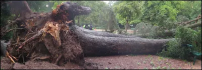 Je suis mort écrasé sous un arbre...