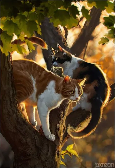 Dans quel domaine les chats du Clan du Ciel excellent-ils ?