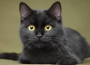 Quiz Les chats noirs et les superstitions autour