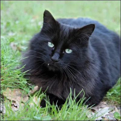 En Égypte (durant l'Antiquité) comment traitaient-ils les chats noirs ?