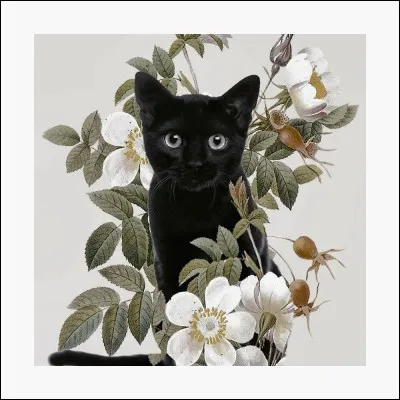 Comme dit précédemment, le chat noir serait un envoyé du Diable selon les superstitions. Mais quelle en est la raison première ?