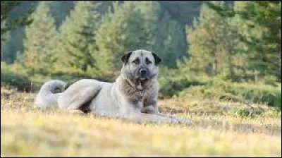 Quelle est la race de ce chien ?