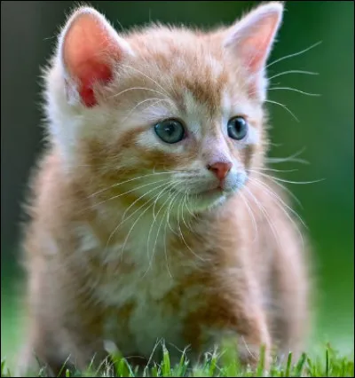 Il peut vivre jusqu'à ....... ans.