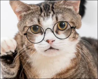 Son sens le plus important est ....... .