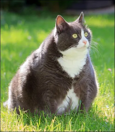 Il pèse en moyenne ........ kg. 
(Pas un chat comme un maine coon mais plutôt un Bengale. )