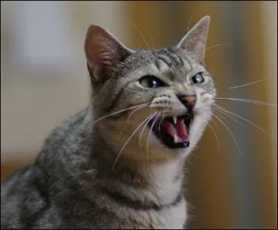 Et enfin, le chat ....... .