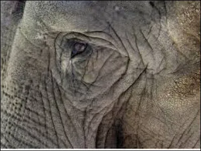 S'il voit un éléphant rose, c'est qu'il en a.