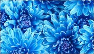 Ils sont plutôt fleurs bleues.