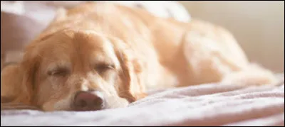 Un chien adulte dort en moyenne ....... heures par jour.