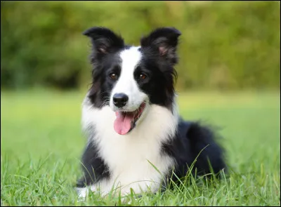 Son sens le plus développé est ........ .
