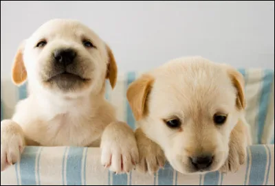 Le chien appartient à la famille des ....... .