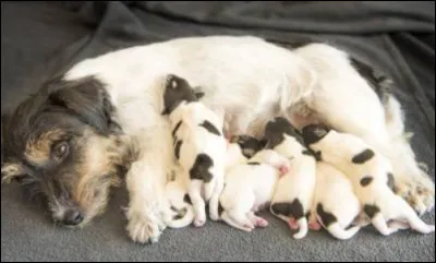 Les chiens de grande taille ont en moyenne ........ chiots par portée.