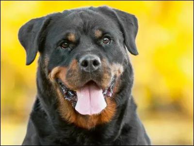 Les chiens sont des animaux ....... .